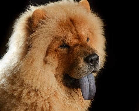 Chow Chow Dog Breed Information .